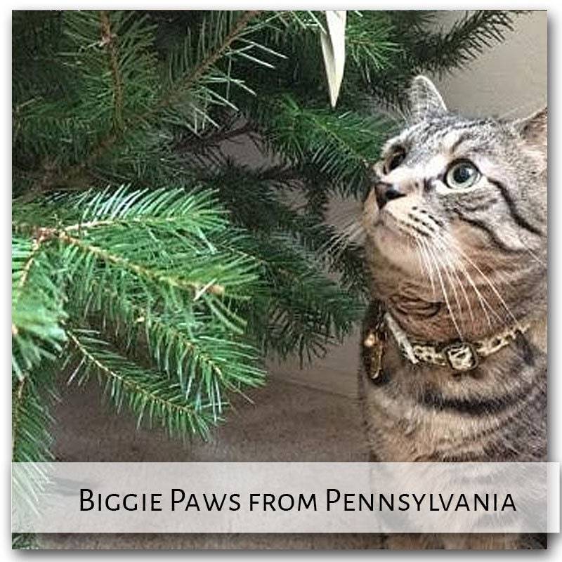 Biggie tabby in a white Christmas collar