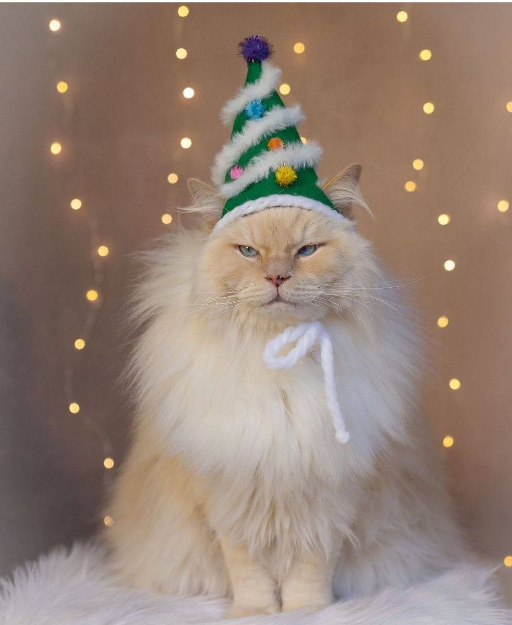 Christmas cat Yoshi
