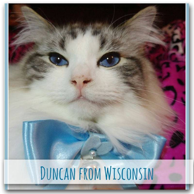 Duncan in a large blue bow