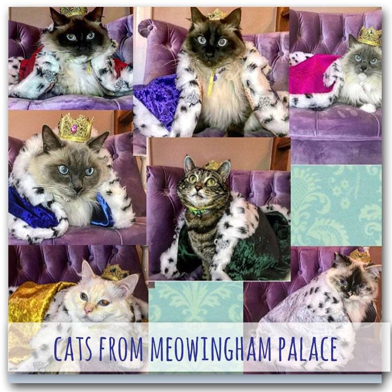 Meowingham Palace cat in Royal Capes