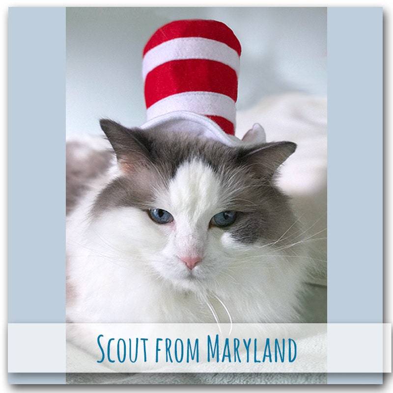 Scout cat in a hat