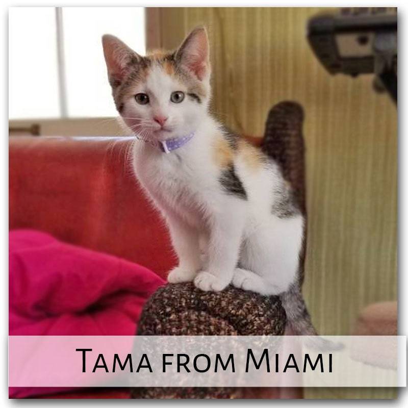 Tama kitten in a cat collar