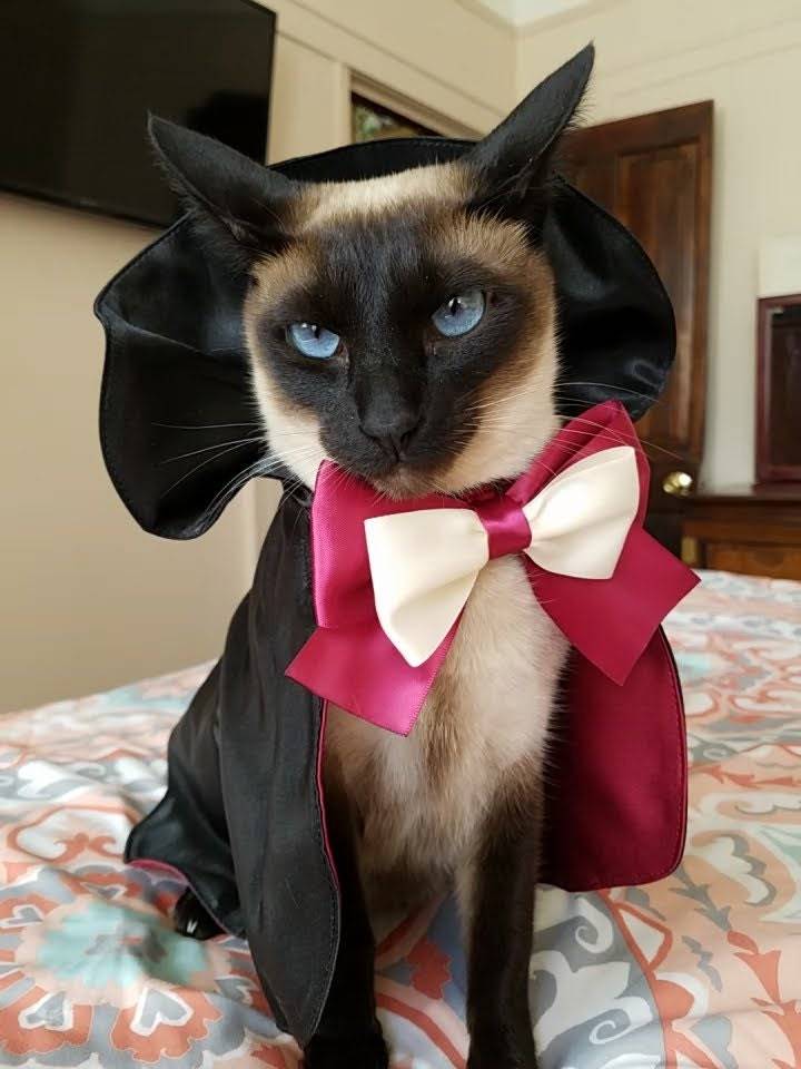 Toby in a Dracular cape and bow tie