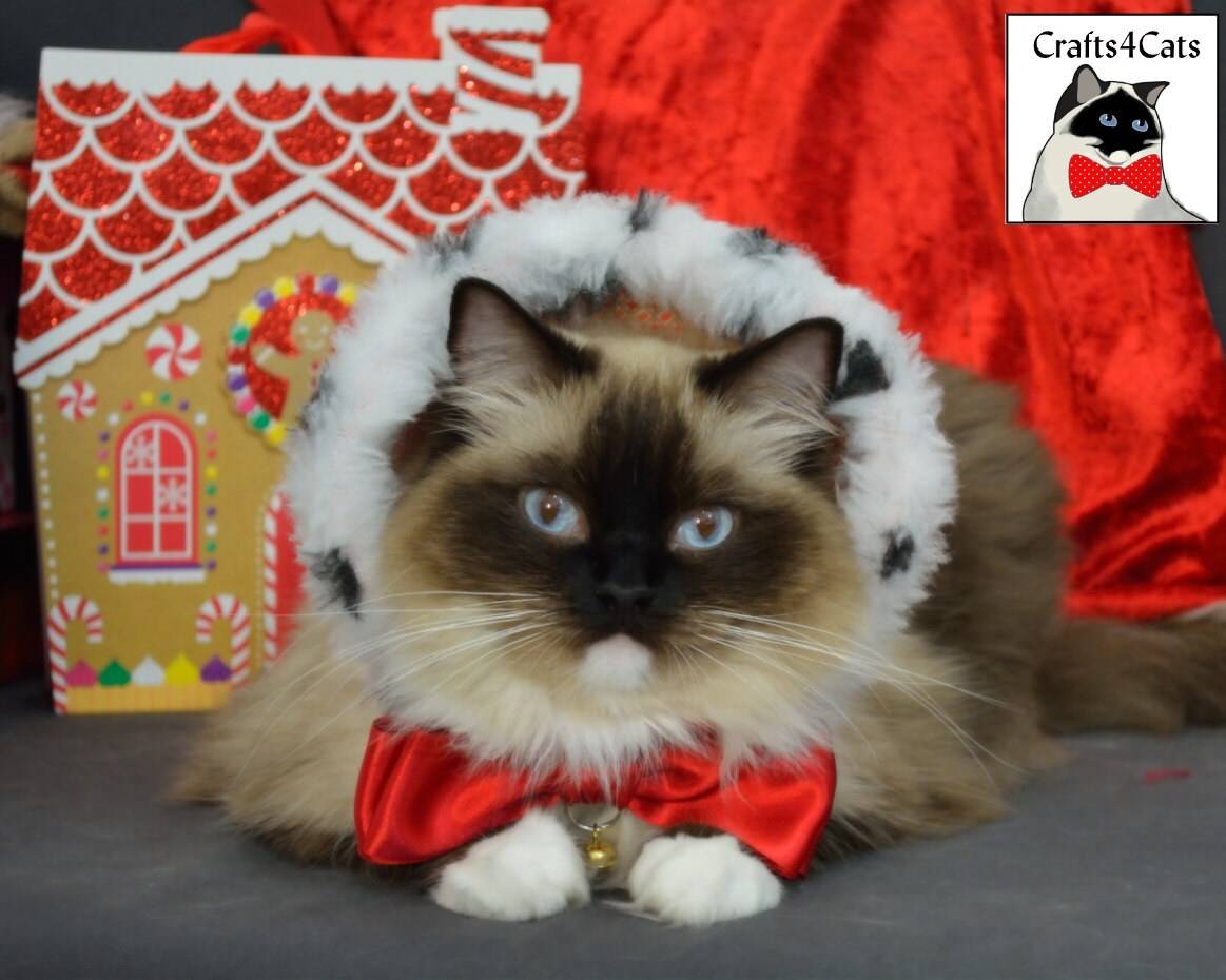 Cat Christmas Standing Hoodie-like Collar & Red Bowtie with Bell Set – Royal Cat Costume – Made of Velvet Fabric and Red Satin