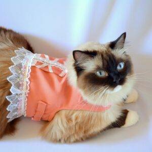 Pet costume ‘Afternoon Tea’ harness in peach, cat costume, dog costume decorative harness for cat – handmade by Crafts4Cats