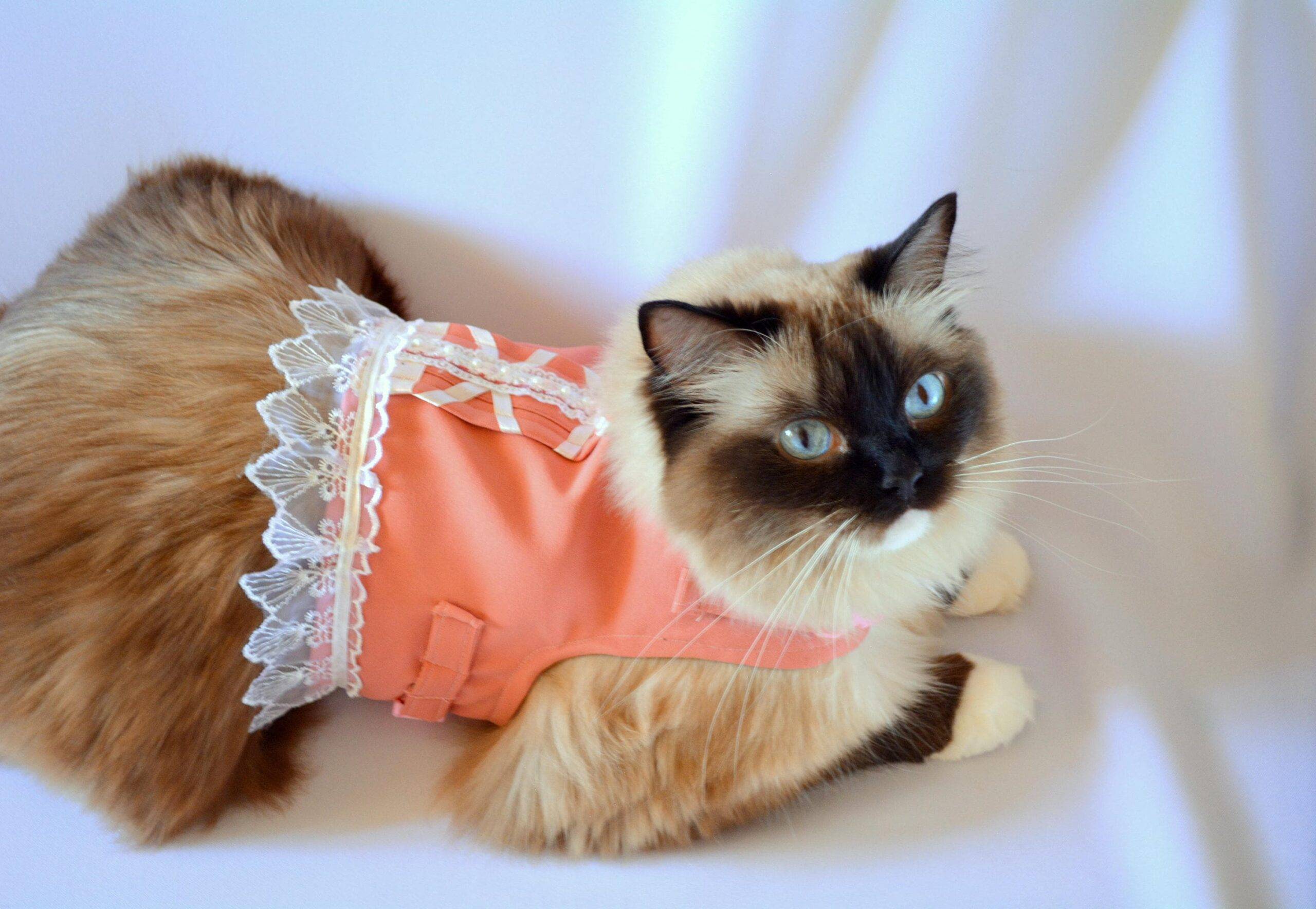 Pet costume ‘Afternoon Tea’ harness in peach, cat costume, dog costume decorative harness for cat – handmade by Crafts4Cats
