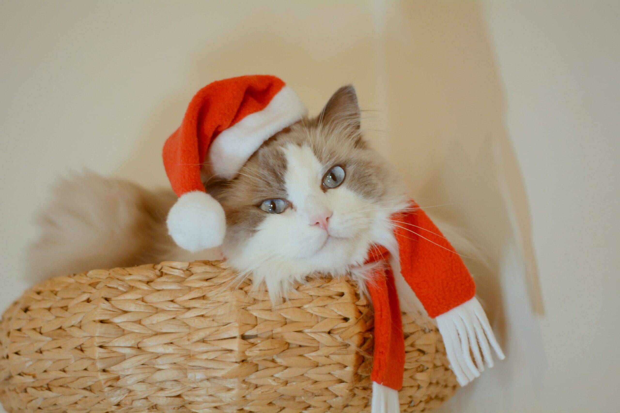 Christmas Hat + Scarf + Toy / Christmas gift packages, hats for cats, costumes for cat and dog / Crafts4Cats