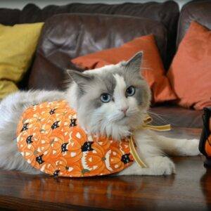 Pumpkin cape for cat or dog with glow in the dark pumpkins on orange