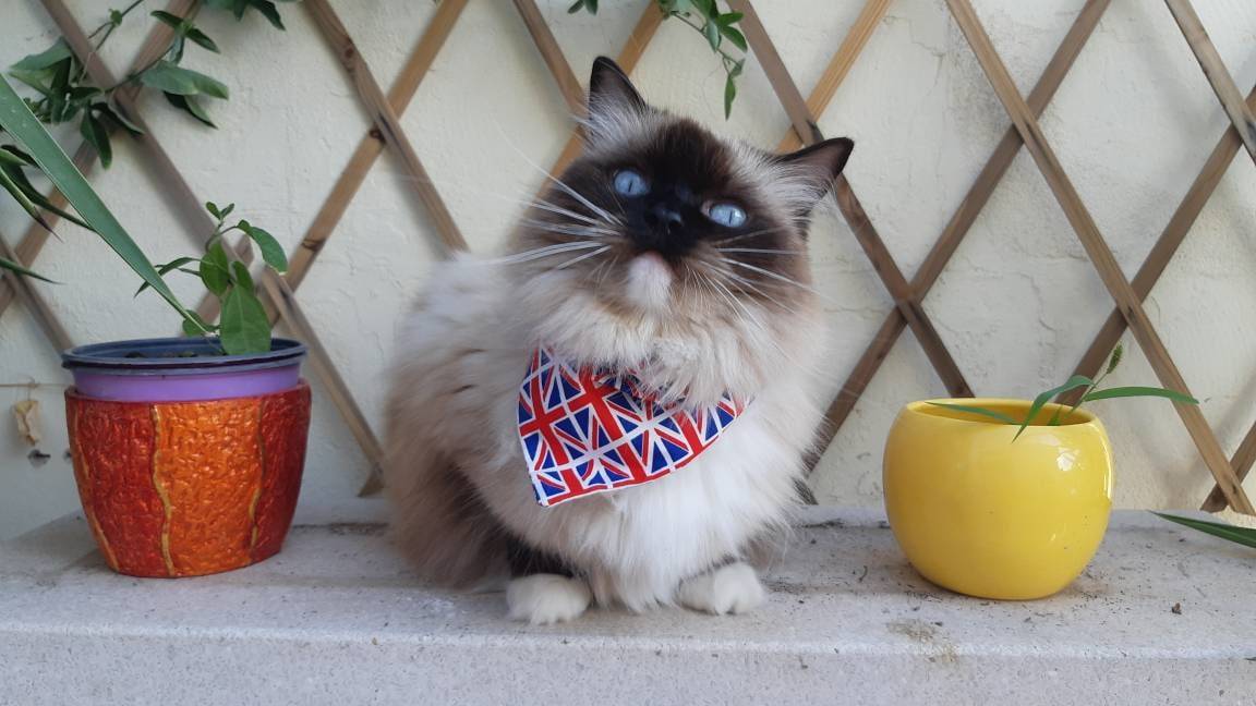 Bandana with British Union Jack flags coronation cat bandana, dog bandana // CRAFTS4CATS