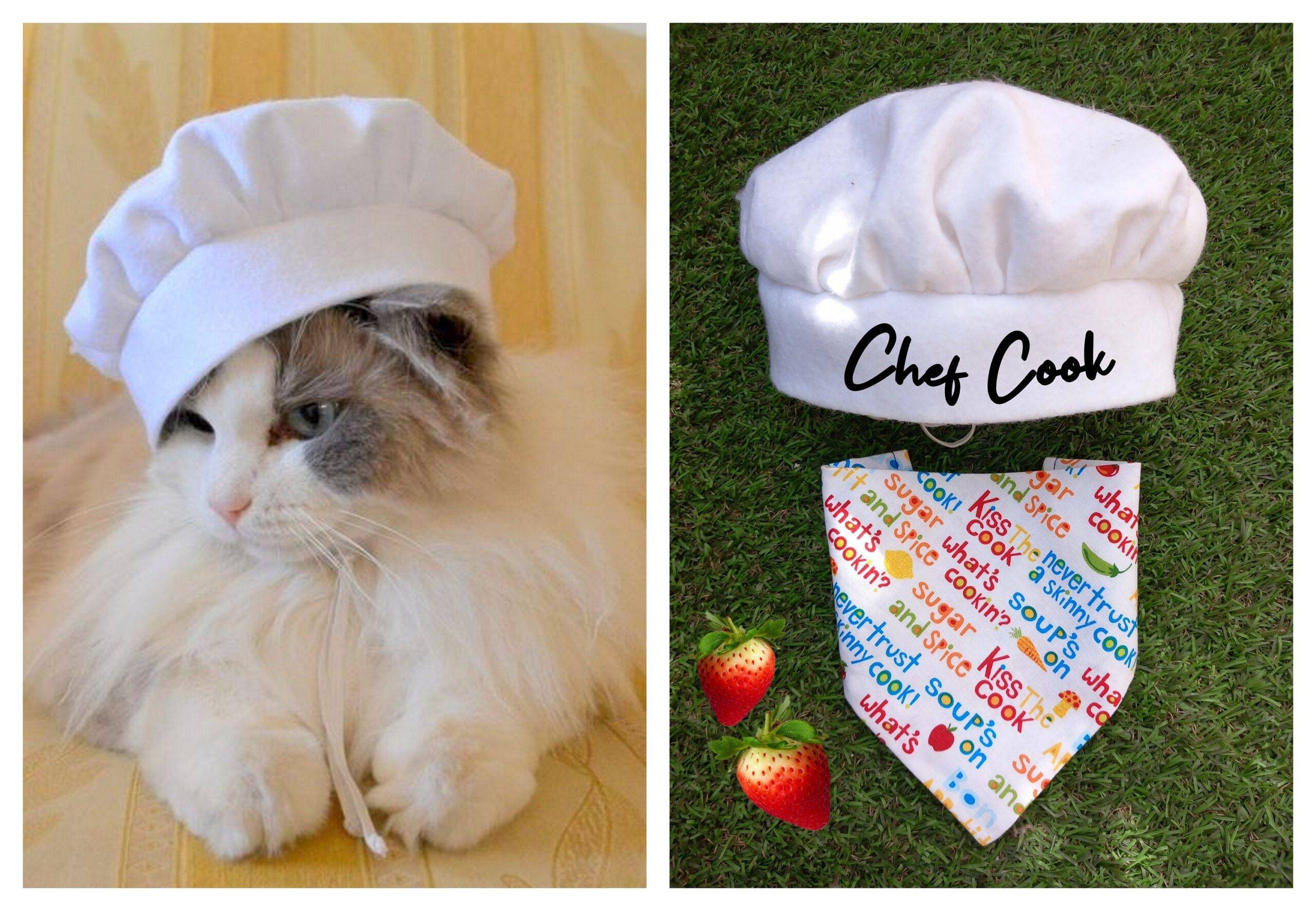 Chef hat, bandana & collar costume for cat and dog