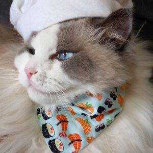 Bandana ‘Sushi’ (slip over collar), cat / dog bandana / easy fit cat bandana, sushi bandana // CRAFTS4CATS