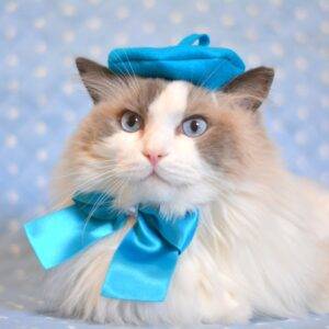 Kawaii Style – French beret hat & blue bow tie / Blue beret hat for cat / hats for dogs / hat for pet / costumes for cat and dog