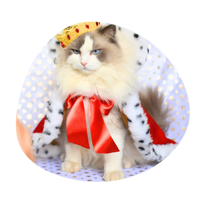 Crafts4Cats - Capes for cats and dogs