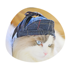 Crafts4Cats hats for pets cats dogs
