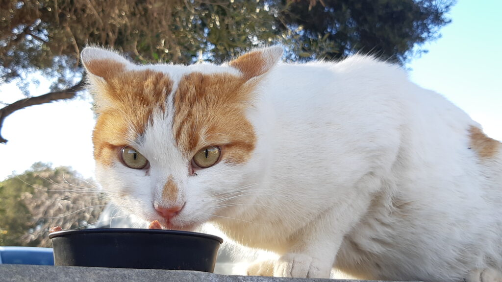 A beautiful ginger and white cat is eating.