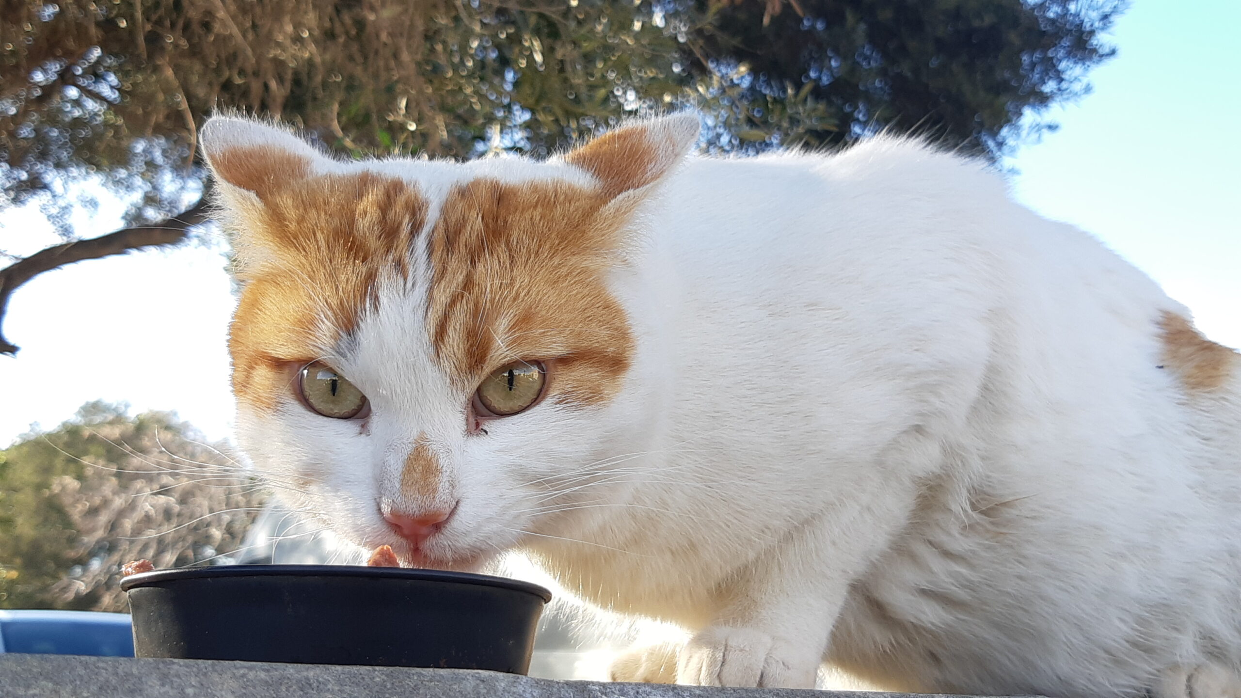 Ginger Cat Appreciation Day: Celebrate Your Feline Friends on September 1st