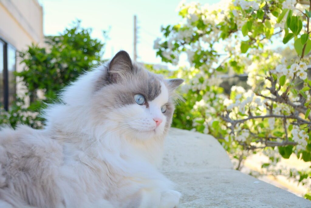 Ragdoll cat in a cherry blossom.