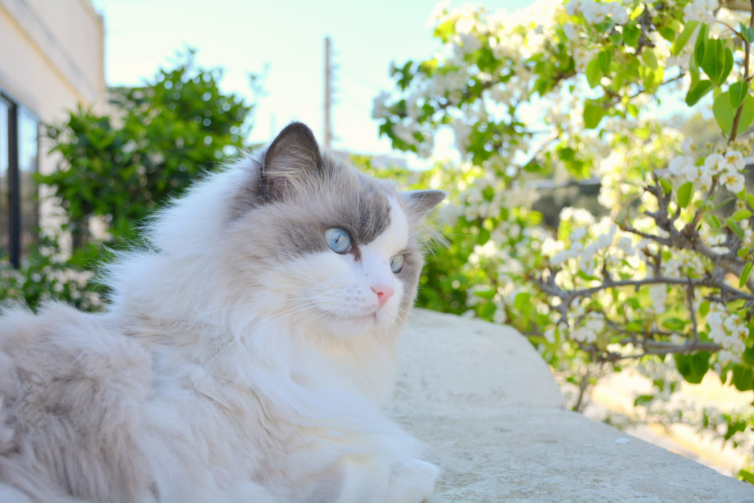 Ragdoll cat