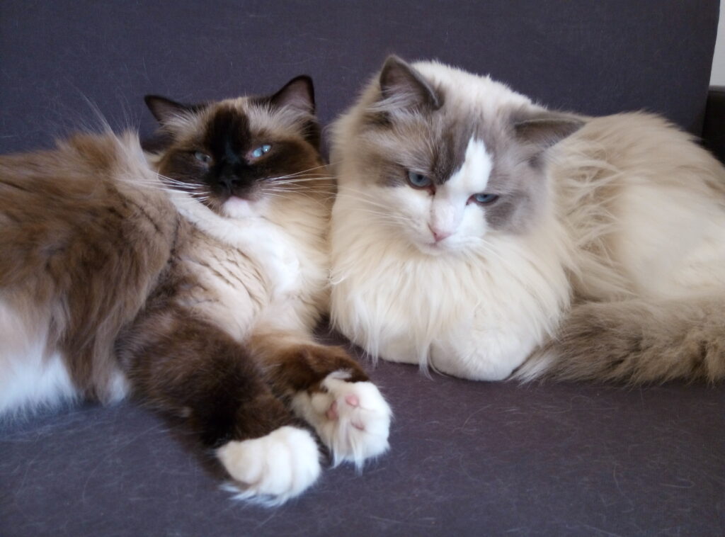 Two beautiful Ragdolls are snuggled up next to each other.