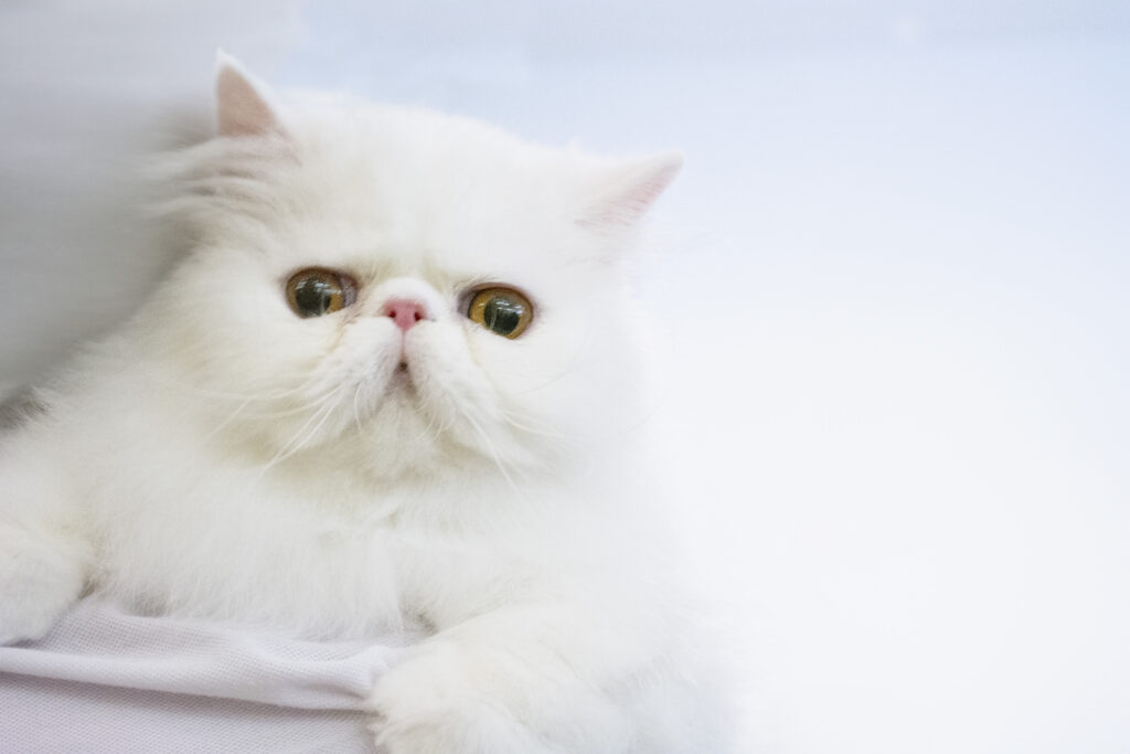 Behold the captivating beauty of a white Persian cat with striking yellow eyes.