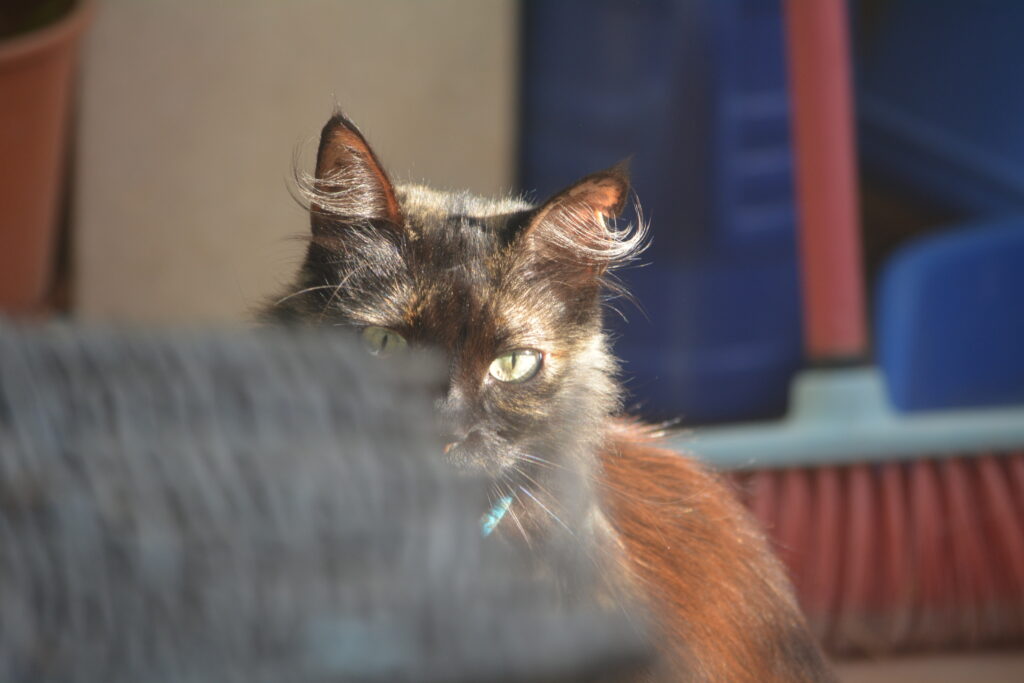 Green eyes cat with a strong, courageous, and adventurous nature.