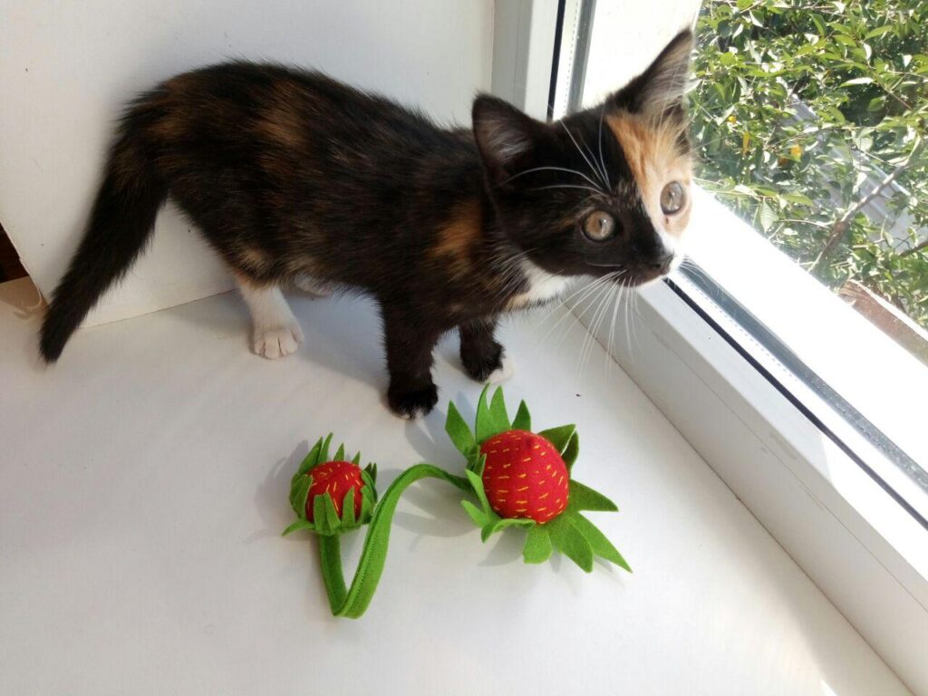 A tiny kitten is playing with a catnip strawberry toy. Handmade by Crafts4Cats.