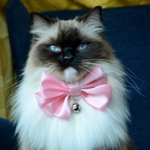 Fancy cat bow tie in pink, red, baby blue, ivory colours, slide on cat bow tie, fits most types of pet collars