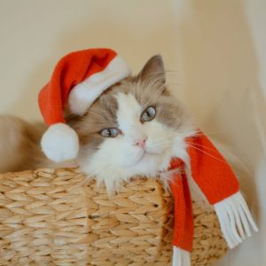 Christmas Hat + Scarf + Toy / Christmas gift packages, hats for cats, costumes for cat and dog / Crafts4Cats