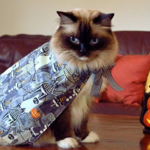 Spooktacular ‘Ghostly Cats’ Halloween Cape Costume for Cats