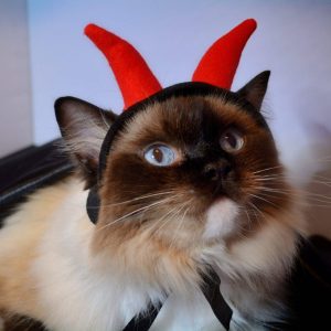 Hat for cat ‘Lucifer’ – cute devil’s horns hat for cat made of felt with holes for the cat ears Halloween cat hat, black & red